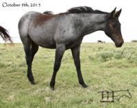 Dandy Dividend MA